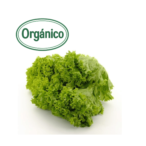 Organic American Lettuce