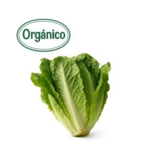 Organic Romaine Lettuce