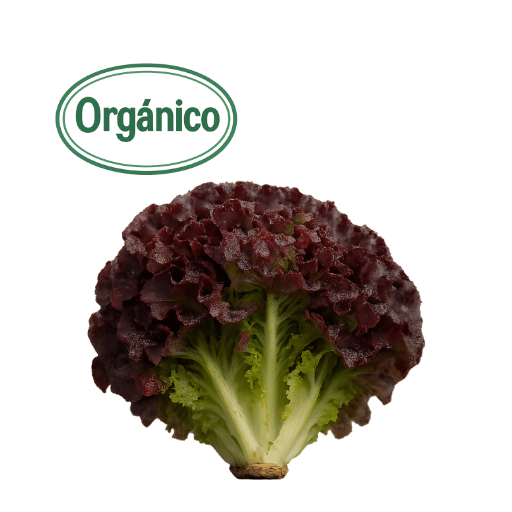 Organic Purple Lettuce