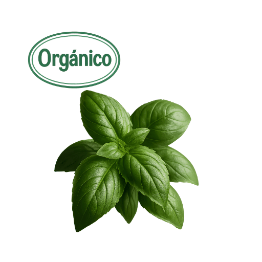 organic basil