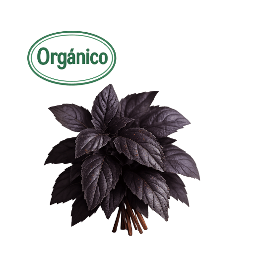 Organic Purple Basil