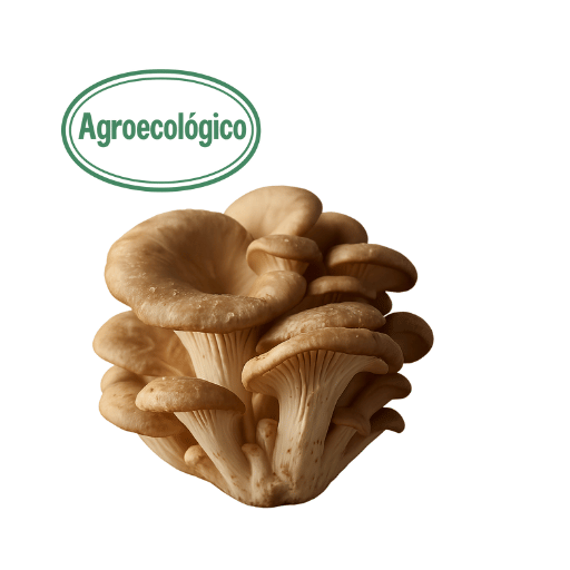200g Oyster Mushrooms