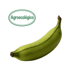 Agroecological Green Plantain (1) Finca el Mirador
