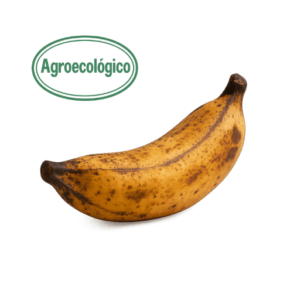 Agroecological Ripe Plantain (1) (Finca el Mirador)