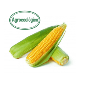 Agroecological Sweet Corn