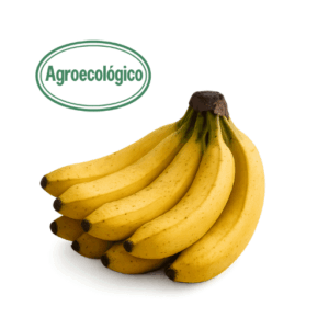 Agroecological Criollo Bananas (6) (Finca el Mirador)