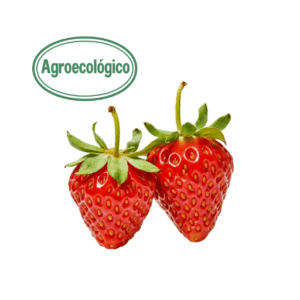 500g Agroecological Strawberries in Box (Finca el Mirador)