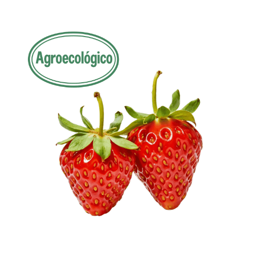 500g Agroecological Strawberries in Box (Finca el Mirador)