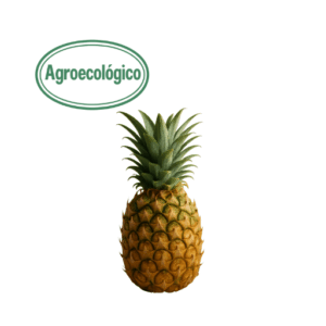 Agroecological Pineapple (1) (Finca el Mirador)