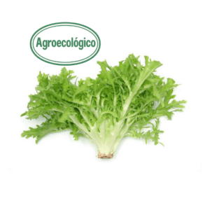 Agroecological Rizzi Lettuce