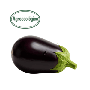 Agroecological Eggplant