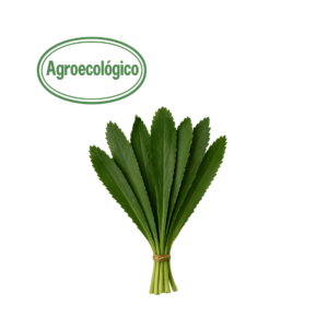 Agroecological Cilantro Coyote Bunch