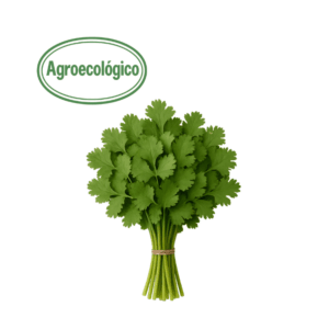 Cilantro