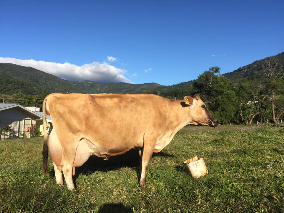 Cows in Los Santos area Costa Rica