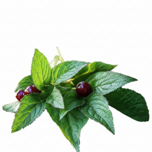 Zarzapiel — Adjuvant Detoxifier & Skin Purifier (Sarsaparilla)